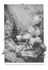 FLOWERS AND STRUCTURES BEAUTIFUL, INSECTS GORGEOUS.