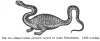 FIG. 51.DRACO BIPES APTEROS CAPTUS IN AGRO BONONIENSI. (<i>Aldrovandus</i>).