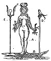 Fig. 23