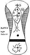 Plate VI. Right Footprint