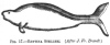 FIG. 17.RHYTINA STELLERI. (After <i>J. Fr. Brandt</i>.)