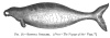 FIG. 18.RHYTINA STELLERI. (From <i>The Voyage of the</i> <i>Vega</i>.)