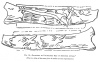 FIG. 19.ENGRAVING OF PAL&AElig;OLITHIC MAN ON REINDEER ANTLER<br> (The two sides of the same piece of antler have been reproduced.)
