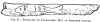 FIG. 21.ENGRAVING BY PALEOLITHIC MAN ON REINDEER ANTLER.